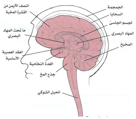 الدماغ والحبل الشوكي مكونات الجهاز العصبي