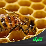 هداية الله: النحل أنموذجا