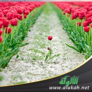 أمة وسطا.. ما معنى الوسطية؟