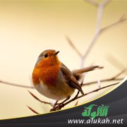 عصفور ريما (شعر للأطفال)