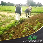صباح الخير يا فلاح (شعر للأطفال)