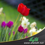 الربيع (شعر للأطفال)
