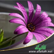 رامز وزهرة البنفسج (قصة للأطفال)