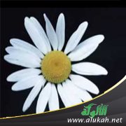 فضائل الإسلام (قصيدة)