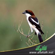ريما والبلبل (قصة للأطفال)