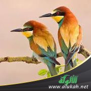 عندما رقصت العصافير (قصة للأطفال)