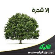 إلا شجرة