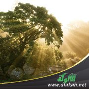 التجارة الرابحة لغرس الأشجار في الجنة