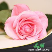 دليل الحياة الزوجية الناجحة (4)