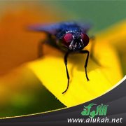 المعجزات العلمية في الأحاديث الشريفة النبوية (حديث الذباب) للأستاذ العلامة محمد البشير النيفر