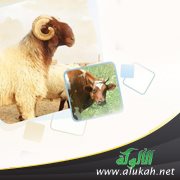 الأضاحي: حكم وشروط وأجور وثواب