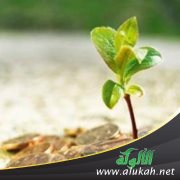 مصطلحات الوقف عند الغرب