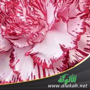 لله درك أيتها العروب!