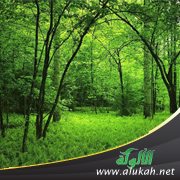 وصية لعبور الأدغال