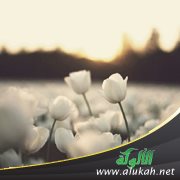 قول الزوج لزوجته: أمرك بيدك