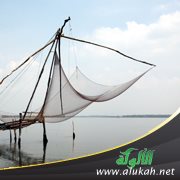 أسرار ربانية في عيون الأسماك