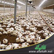 تجاهل إيحاءات الألفاظ وتطور القرية المصرية في "تربية الدواجن" بالخامس الابتدائي