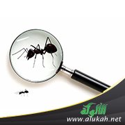 نملة غلبت إنسانا