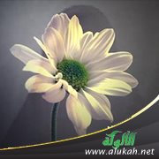 مشاركة المرأة في الحياة العامة