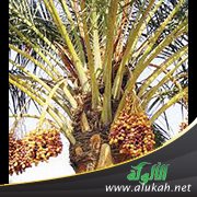 اعتذار إلى نخيل العراق (قصيدة)