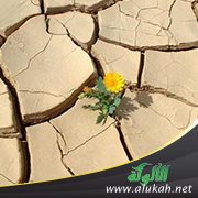 بلا عنوان