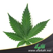 زوجي يريد أن أتعاطى المخدرات 
