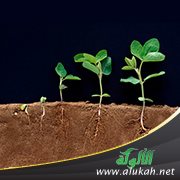 الاشتقاق من أسماء النباتات