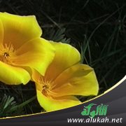 إذا بلغ الغلام سبع سنين خير بين أبويه