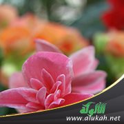 الورود على الحوض والصراط