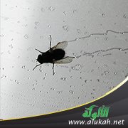 احتضار ذبابة