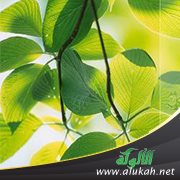 امرأة من أهل الجنة (سعيرة الأسدية)