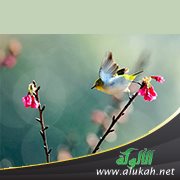 أقول يا عصفورة