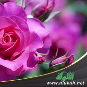 موقف الصحابية عمرة بنت رواحة