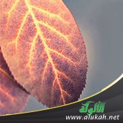 امرأة زكريا عليه السلام