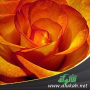 كن وردة فواحة