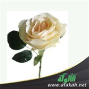 حاسة التذوق عند الإنسان