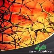 أسماء النار ومعانيها