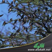 شجيرة عصافير