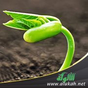 تقوى الله تعالى سبيل الفلاح في الدنيا والآخرة