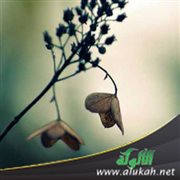 نبعة الصفاف