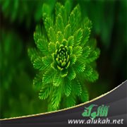 علوم النباتات في الحضارة الإسلامية