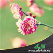 مواقف من الحياة الزوجية للصحابة رضي الله عنهم