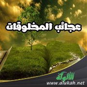 من عجائب المخلوقات