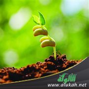 الرابع (قصيدة)