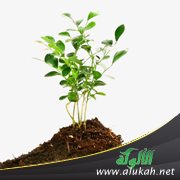 مشكلات الأطفال: الكذب، السب، السرقة