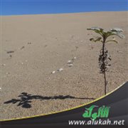 صحراء قلبك (قصيدة)
