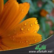 تأملات تربوية في: (كمثل غيث أعجب الكفار نباته)