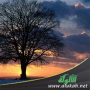 خطبة: ميلاد المسيح