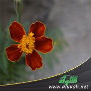 ما معنى الصداقة الحقيقية؟