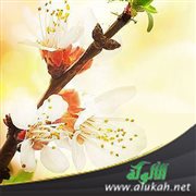 المساواة بين الرجل والمرأة في التكريم